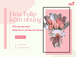 hoa-tulip-kem-nhung