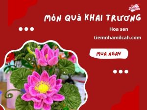 hoa-khai-truong