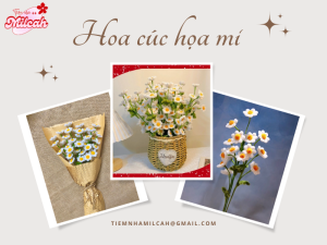 Hoa-cuc-hoa-mi